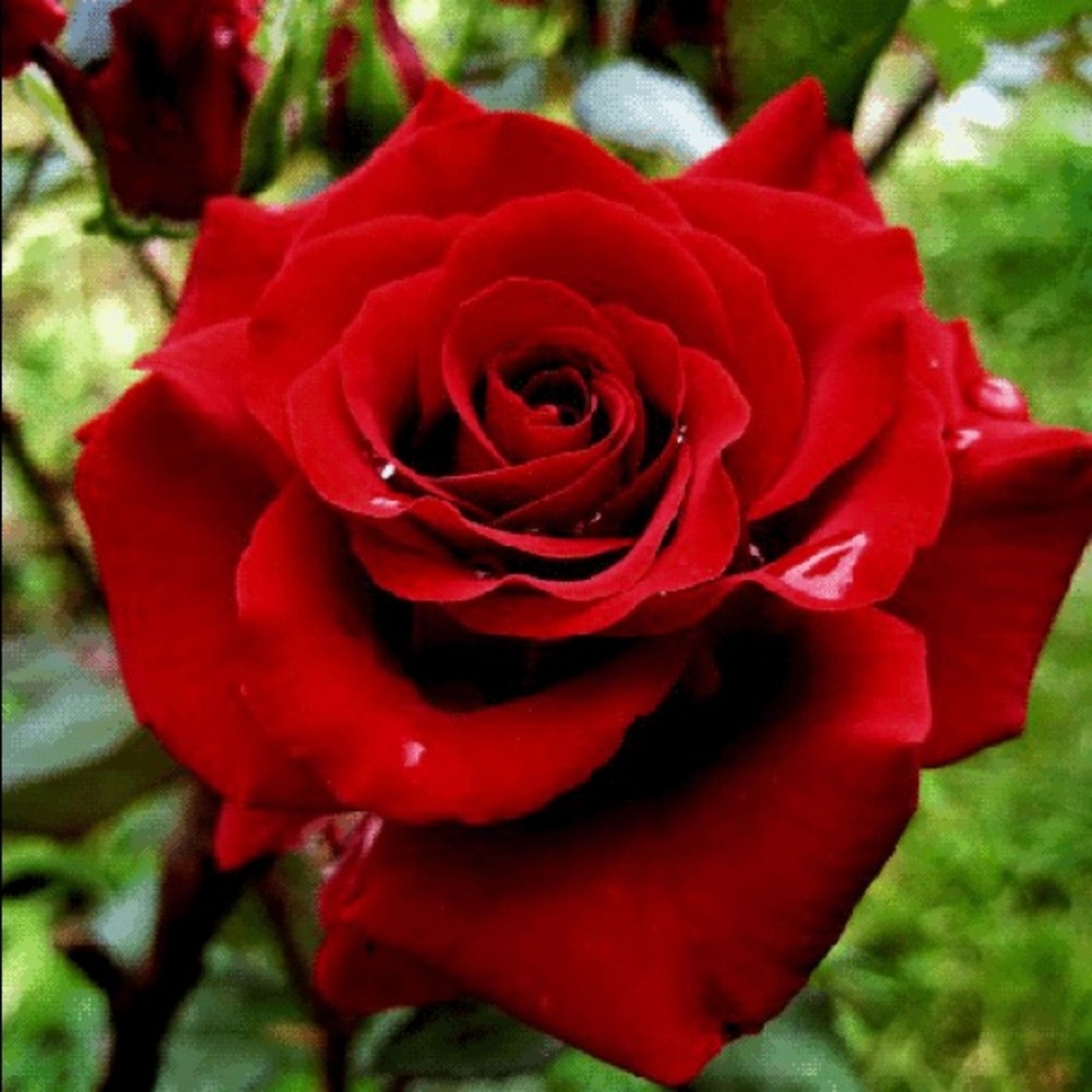 Meet your Posher, Krytal